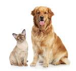 A golden retriever dog sitting next to a short-haired cat on a white background.